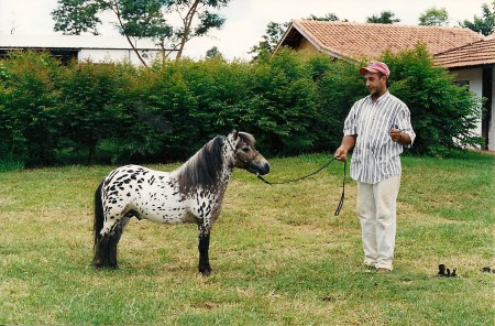 Leopardo Tibiriçá GSP